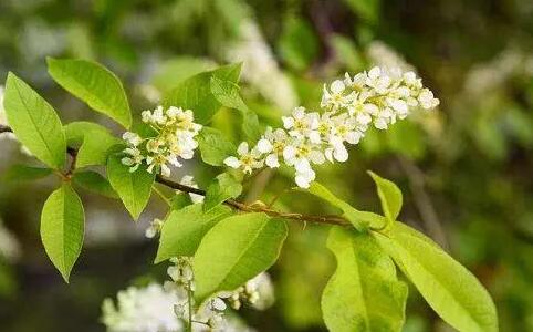  樸樹開什么顏色的花，樸樹開花結(jié)果圖片？ 